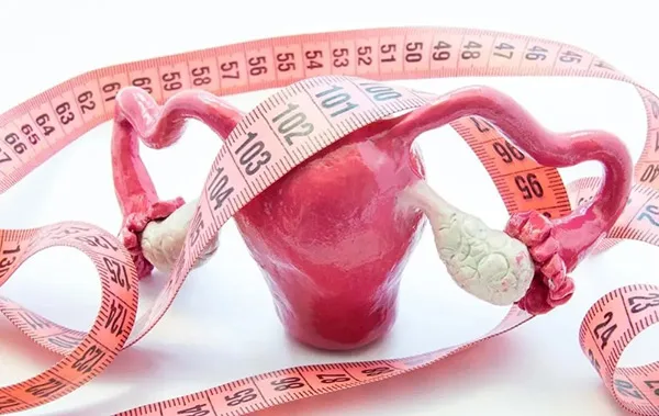 Modelo 3D de aparato genital femenino