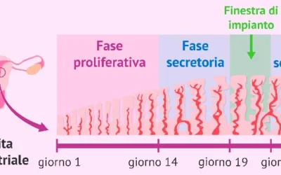 Cos’è la preparazione endometriale? 🤔
